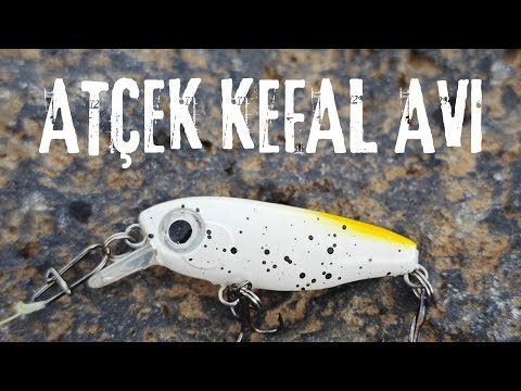 Black Mullet Hunting Part 1 #mullet #fishing #fishing #blackmullet #blackmulletfishing #fish #pain