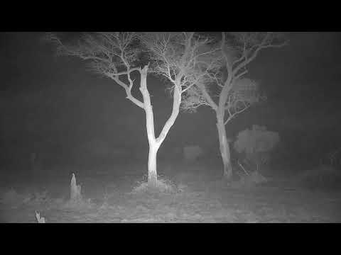 Djuma: Sights and sounds - 03:48 - 08/03/21