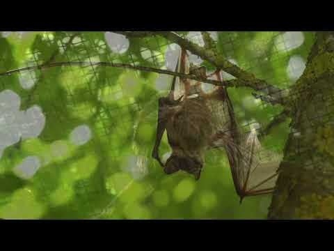 GLI ANIMALI NOTTURNI