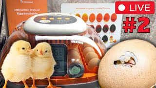 Part 2 Of Our Exciting Live Hatching Event!