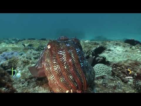 A 40 second film summary of Cuttlefish.(Ropme Sea Area).