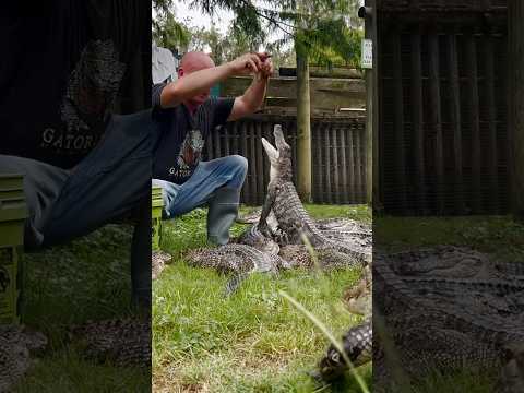 Little Alligator feed out with Pete! #gatorland #alligator #babyanimals