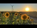 40 jaar Sunsation: Ode aan de Zon