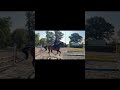 Magnifique 4 ans par Cornet's Prinz
