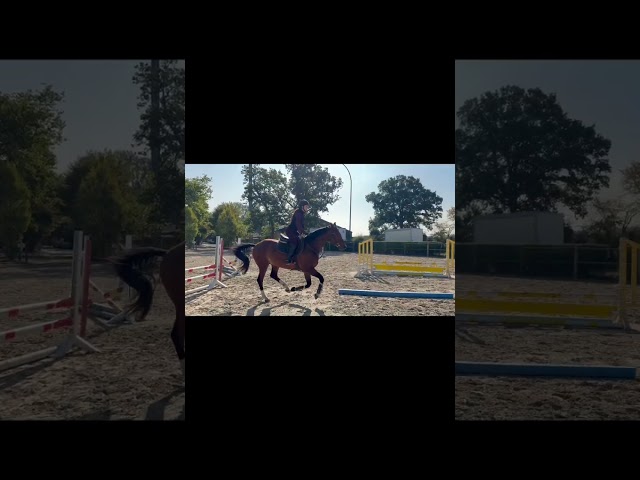 Magnifique 4 ans par Cornet's Prinz