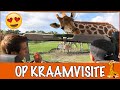 Baby-giraffes vallen 2 meter naar beneden!  | DierenpraatTV