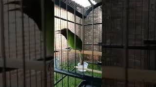 Download lagu cucak ijo gacor. isian greja sambung tengkek mp3