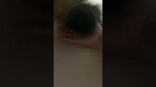 下僕がしっぽで遊んでもらってる