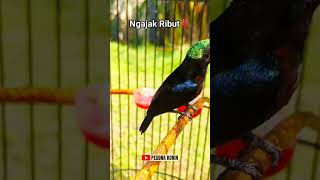 Download lagu KONIN EMOSI NGAJAK RIBUT‼️ #koningacor mp3