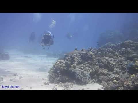 White Tip shark