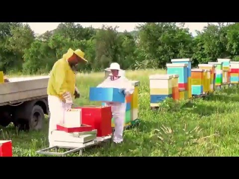 Pčelarstvo - da li se može živeti od pčelarstva ?  I