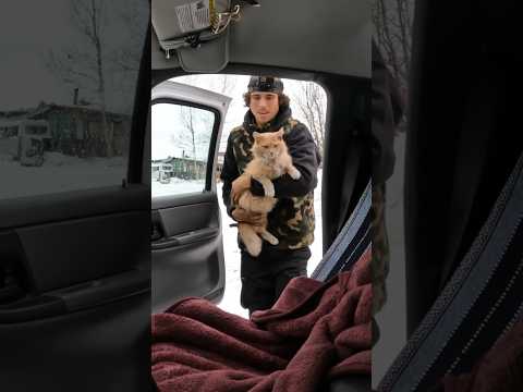 Who Rescued Who? Chester the Cat // #homestead #cats #cat #kitty #rescuecat #barncat  #animal