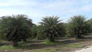 preview picture of video 'Date Palm Plantation - REAL USA Ep. 40'
