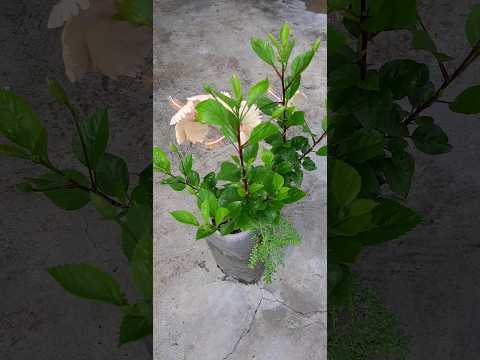 garden,flowers, plants #bhopal#youtubeshorts #ytshorts #shorts #mukund
