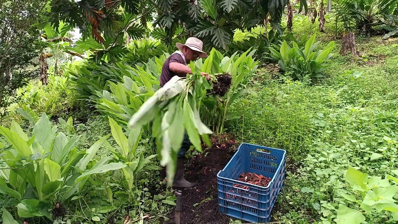 Curcuma, como se arranca.