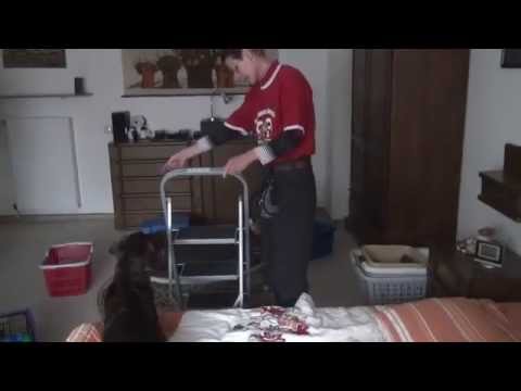 Bei Regenwetter - Spaß mit Hunden haben