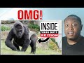 YTP Inside A Gorilla S Butt Edition Reaction