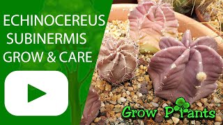Echinocereus subinermis - grow & care (Globular cactus)