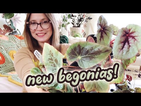 5 New Begonias | Steve’s Leaves Begonia Unboxing | New Plants Added To My Collection