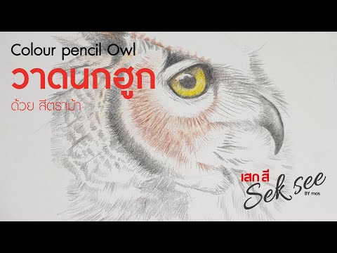 วาดนกฮูก ด้วยสีไม้