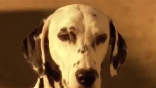 Sublime - I Love My Dog (Official Video)