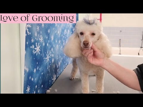 Grooming a Miniature Poodle