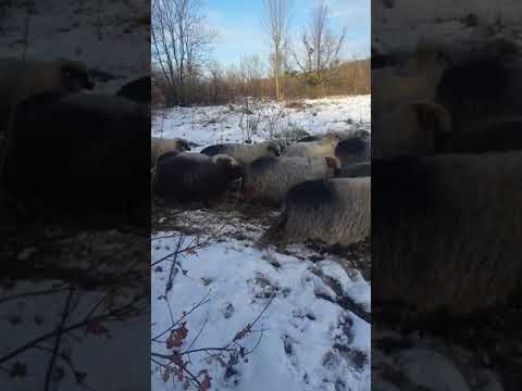 Braca Tahirovic Mujo i Mrki