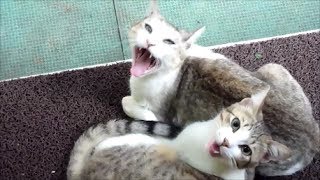 Cat&#39;s and dog&#39;s reactions when owner came back home - Cats Vs Dogs - Funny reactions of animals