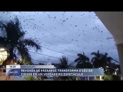 Dom Cavati: Revoada de pássaros vira espetáculo no céu.