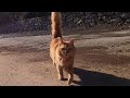Orange Cat Meowing And Purring Loudly Is Unbelievably Cute
