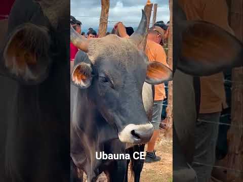 feira de animais # ubauna CE coreau #