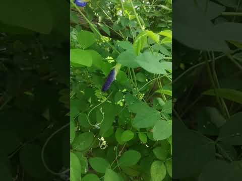 Flowers🌸🌺 #sushree 🌹🌷🌼 #youtubeshorts #viral #shorts#youtuber