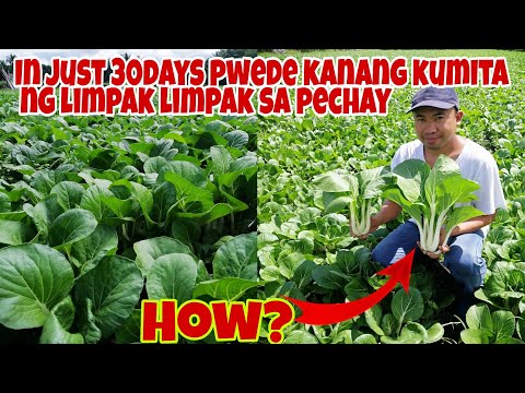 Paano Mapalaki ng Mabilis at Kumita ng Limpak-Limpak sa PECHAY in 30 days