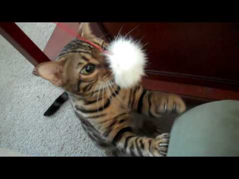 F4 Bengal Cat Dexter
