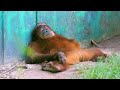 Funniest Animals On The Internet 2025