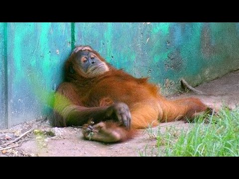60 minutes des animaux les plus drôles d'Internet (2025)