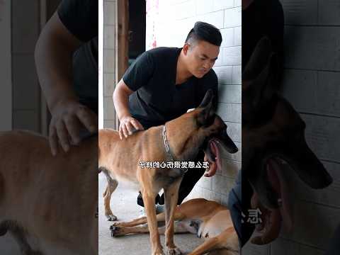बेजुबान की वफादारी और एक नया घर...😱 #shorts #animals #dog