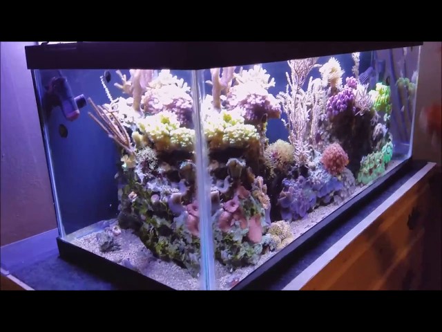 One way to clean a nano reef tank