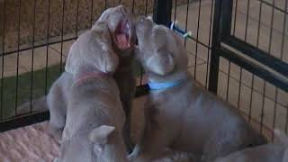 Video preview image #1 Labrador Retriever Puppy For Sale in MANASSAS, VA, USA