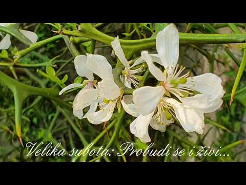 VELIKA SUBOTA: PROBUDI SE I ŽIVI... - Fra Augustin Čordaš