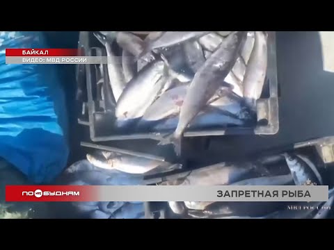 Браконьеры вылавливают байкальского омуля на миллионы рублей