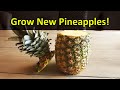 How To Grow A Pineapple Plant From A Grocery Store Pineapple Top - Every Time!