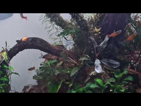 Flooded Forest - Maintenance and Water change