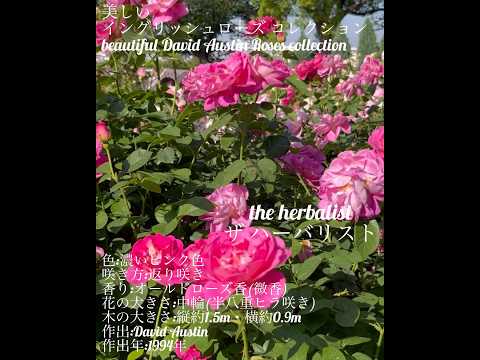 イングリッシュローズ「コーヴィデール」 植物