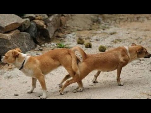 Full sexy dogs new song namak Kundan episode full sexy doll🐶