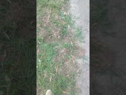 なぜ3月に草刈りをしないのか？冬が終わってから初めて行うのはいつですか？少し待ってからの3つのメリット！  庭園