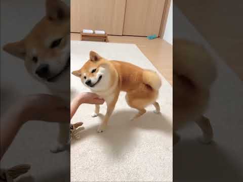 SHOOB DANCE!