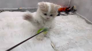 スコティッシュフォールドの動画01