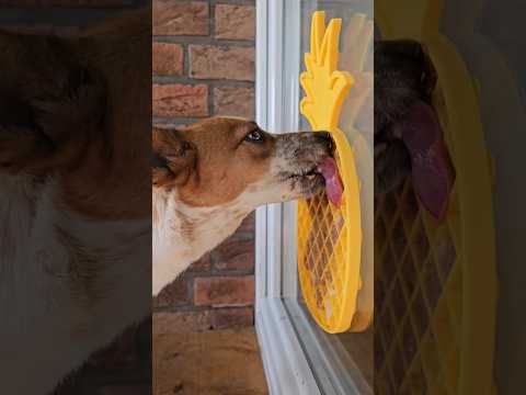 Hit posledných dní sú u Pampi podložky na lízanie, ktoré máme z modralekaren.sk #pampi #pes