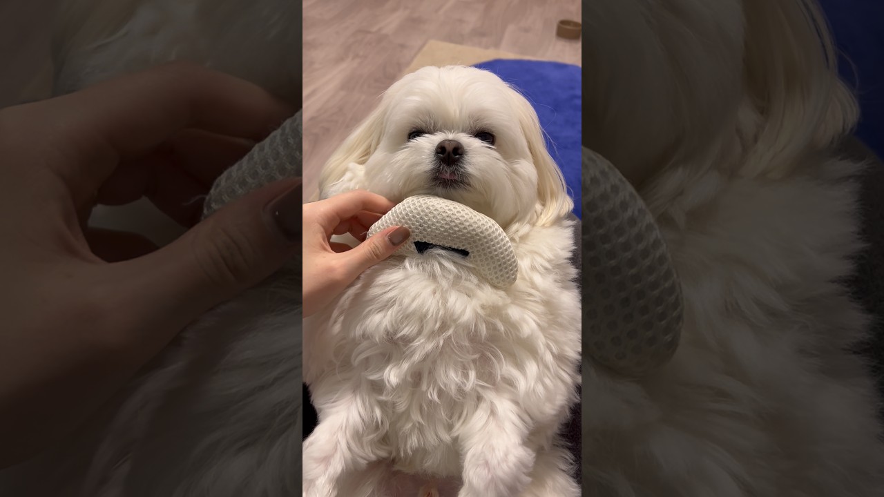 もふもふチャレンジ